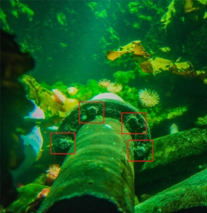 Asset Identification